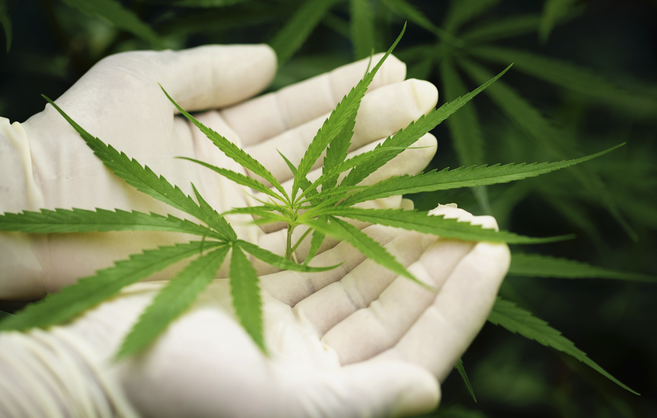 orientacao-ao-farmaceutico-cannabis-novo-marco-regulatorio